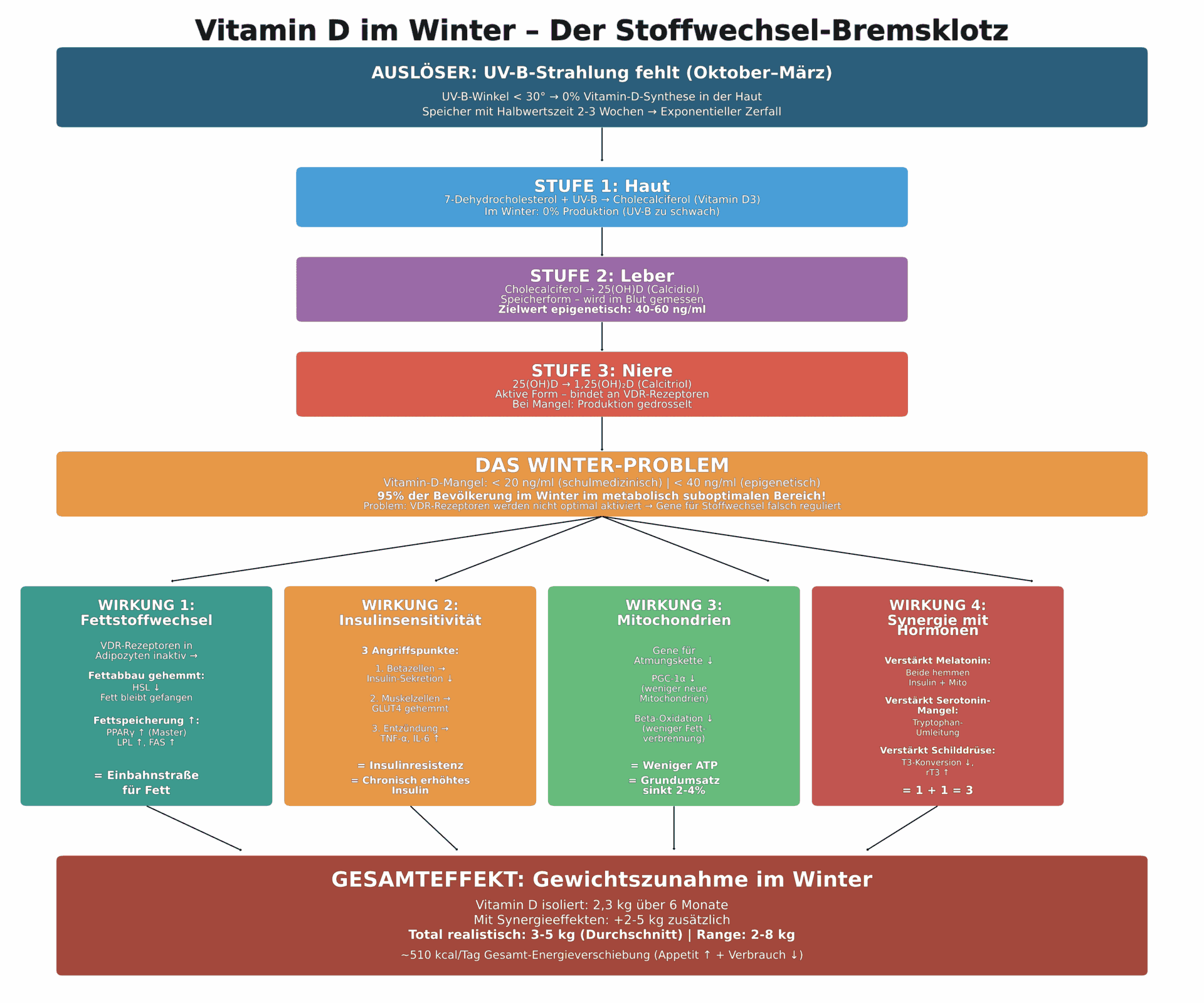 Vitamin D Stoffwechsel - Detaillierte Grafik zeigt die Regulation von über 200 Genen durch Vitamin D im Winter